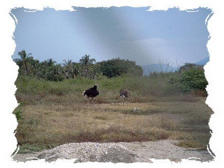 Ostriches near the resort